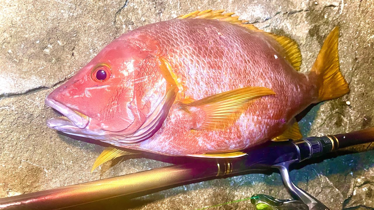【シブダイへの道】シブダイ釣るならココへ行け！9月下旬徳島の勝浦渡船