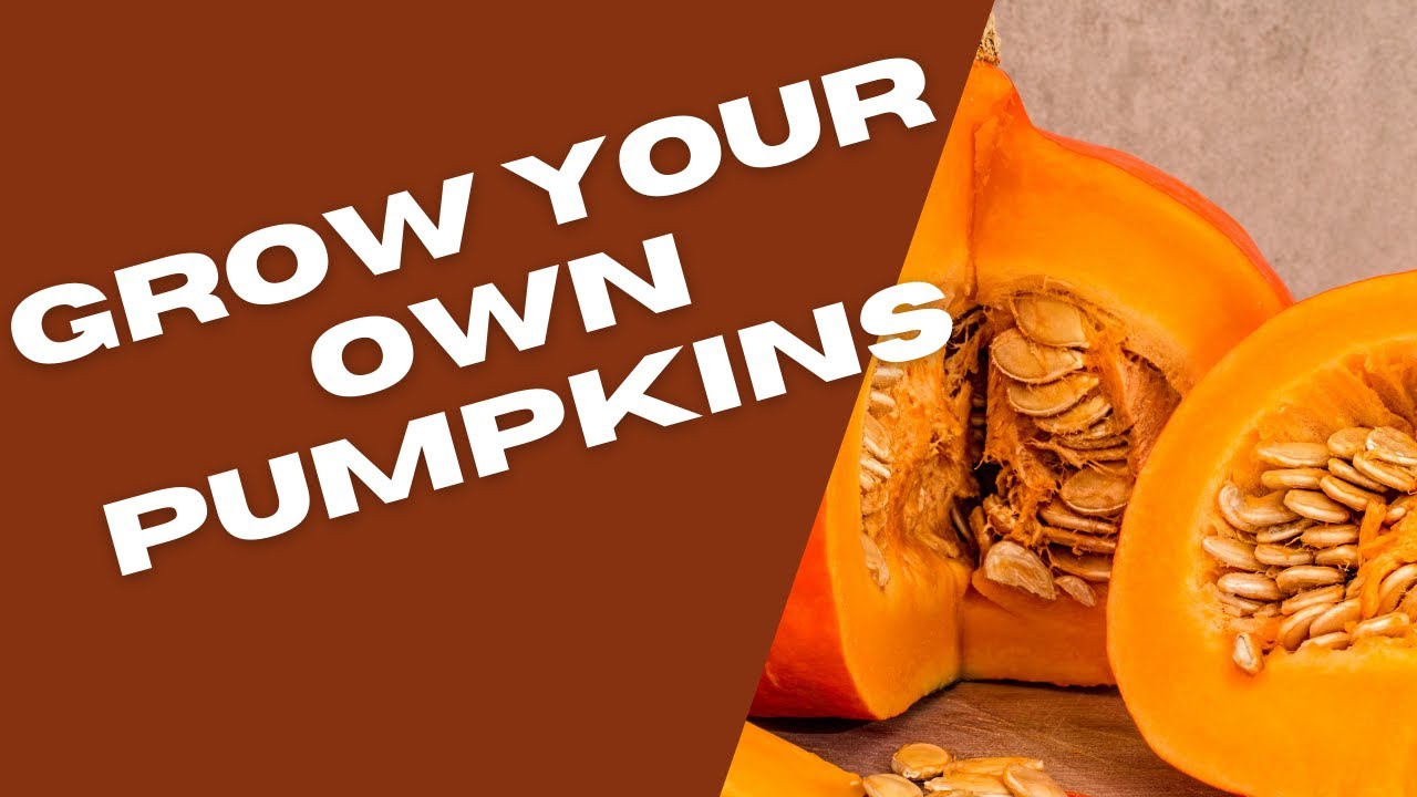 How to Grow Pumpkin - Tropical Gardening | Caribbean Gardening| Trinidad Gardening | Backyard Garden