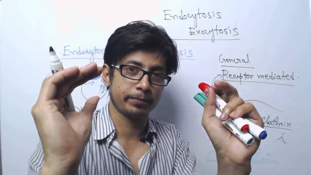 Endocytosis vs exocytosis