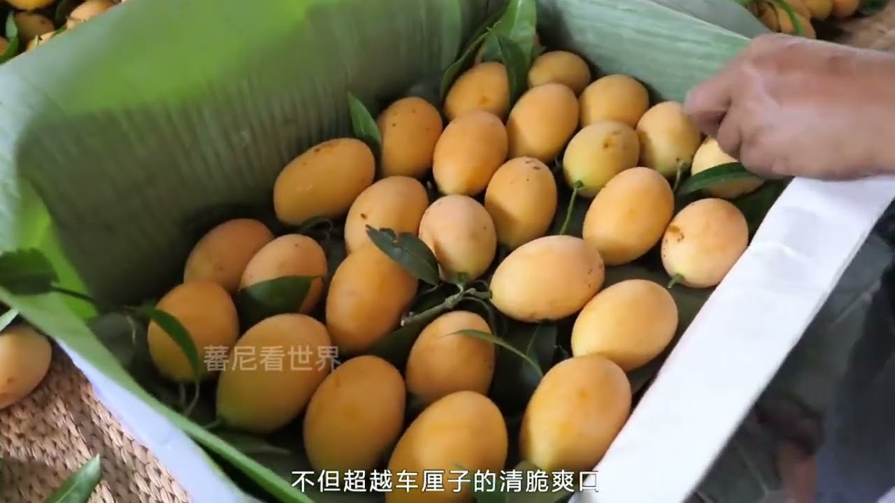 看起来像枇杷的芒果，味道却像李子，竟然还有减肥瘦身的效果？#枇杷芒 #泰国水果 #芒果 #街头美食 #泰国美食 #抖音美食