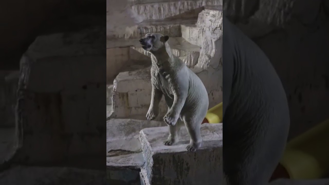 Ночной зоопарк...Night zoo... 