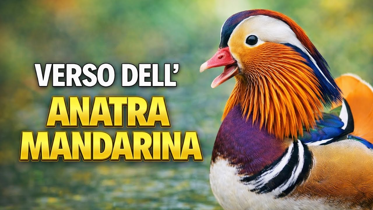 Verso dell’Anatra Mandarina 🦆 | Il richiamo elegante dell’anatra più colorata