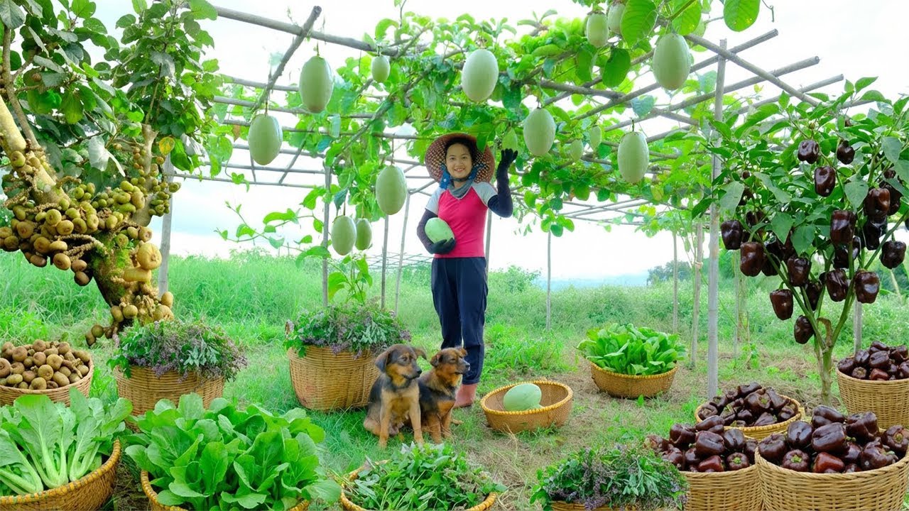 Relax With Harvesting Produce: Chocolate Peppers, Hog Plum, Zucchini + Herbs + Choy Sum...