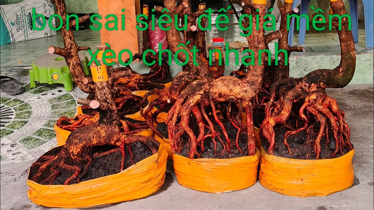 Ngày 8/3 bon sai siêu đế giá mềm xèo chốt nhanh 0332793171 hoàng tuấn