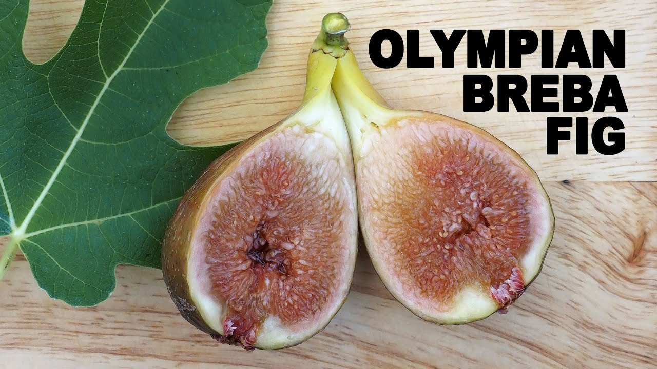 Olympian Breba Fig Tasting