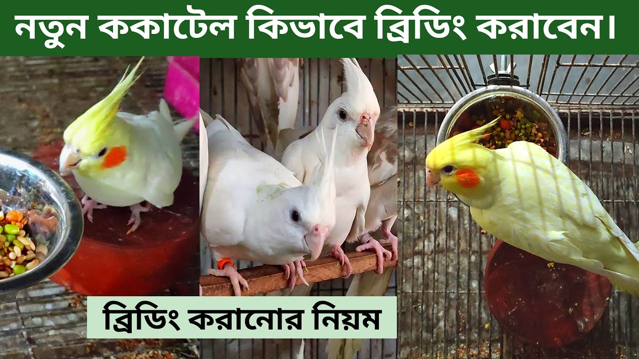 How to breed cockatiel birds
