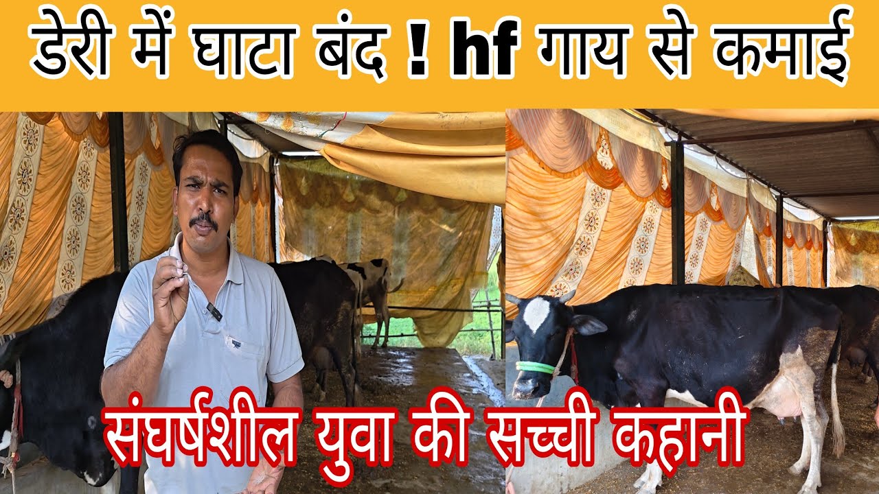 इस ट्रिक से डेरी फार्म शुरू करे नहीं होगा घाटा / small dairy farm / hf cross cow.....
