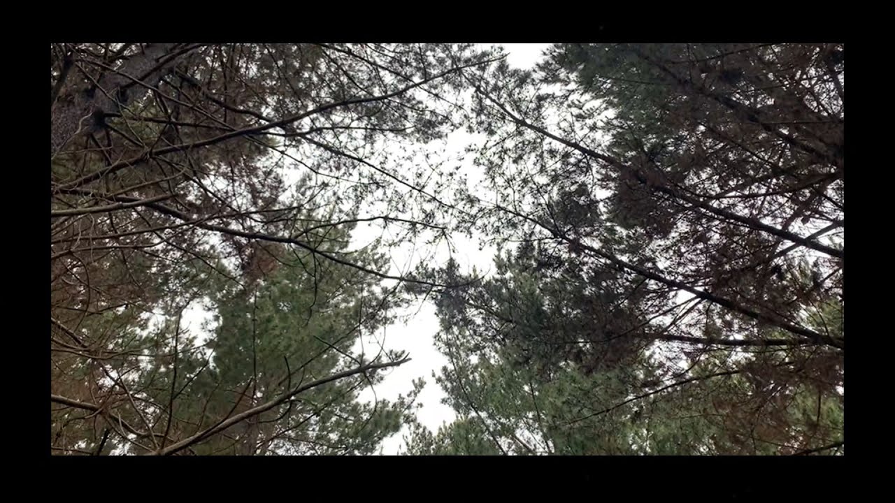 Amazing Walk On A Gloomy Day (Nature Visualizer)