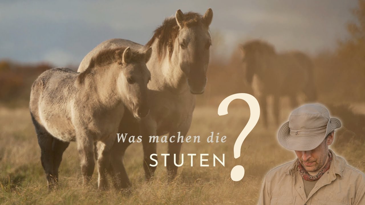 Was machen die Stuten in ihrer Herde?