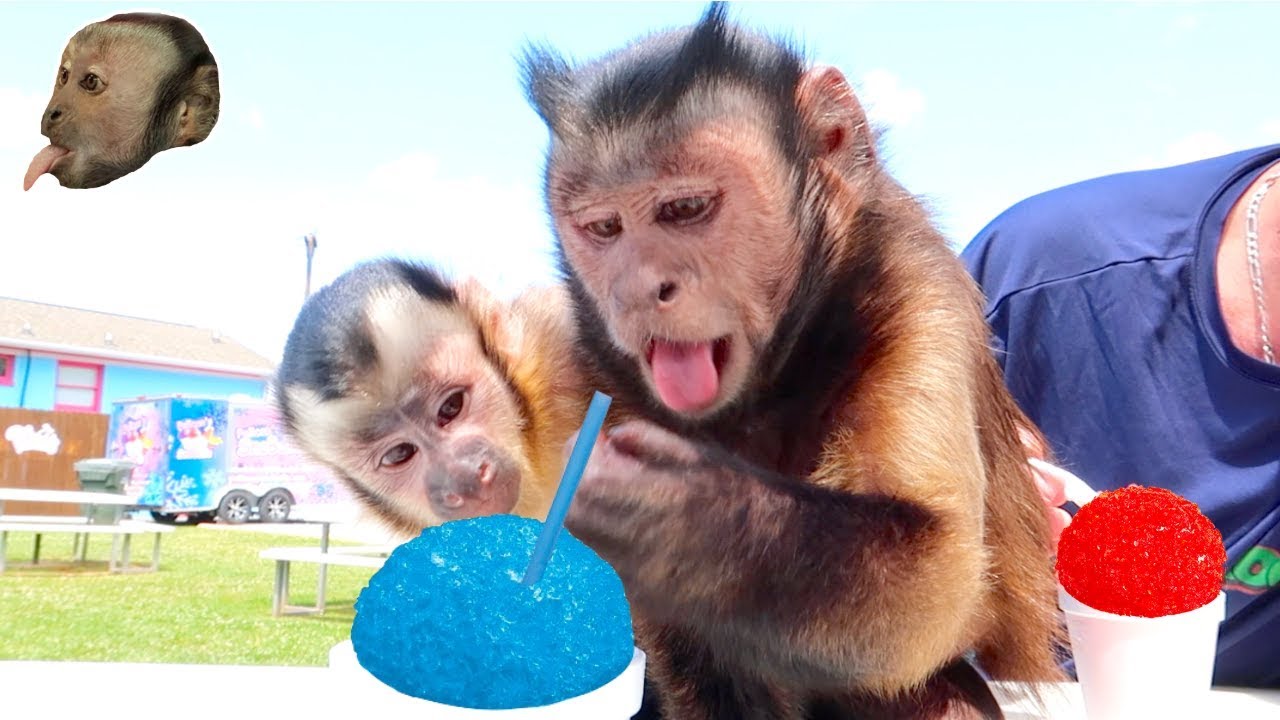 Capuchin Monkeys Enjoy Snow Cones! (HOT DAY)