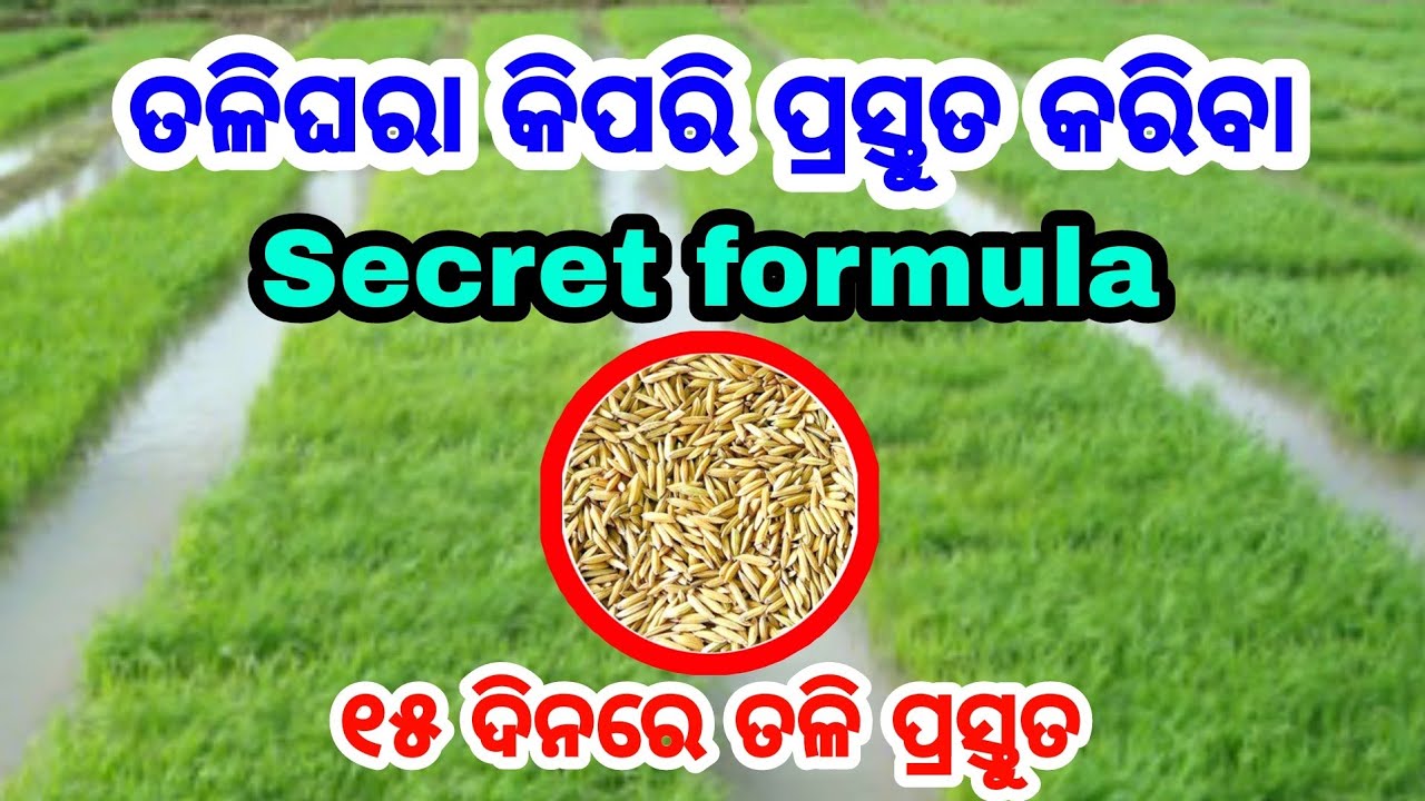 ତାଲିଘରା କିପରି ପ୍ରସ୍ତୁତ କରିବେ  15ଦିନରେ ତଳି ରୋଇ ପାରିବେ Paddy nursery Management