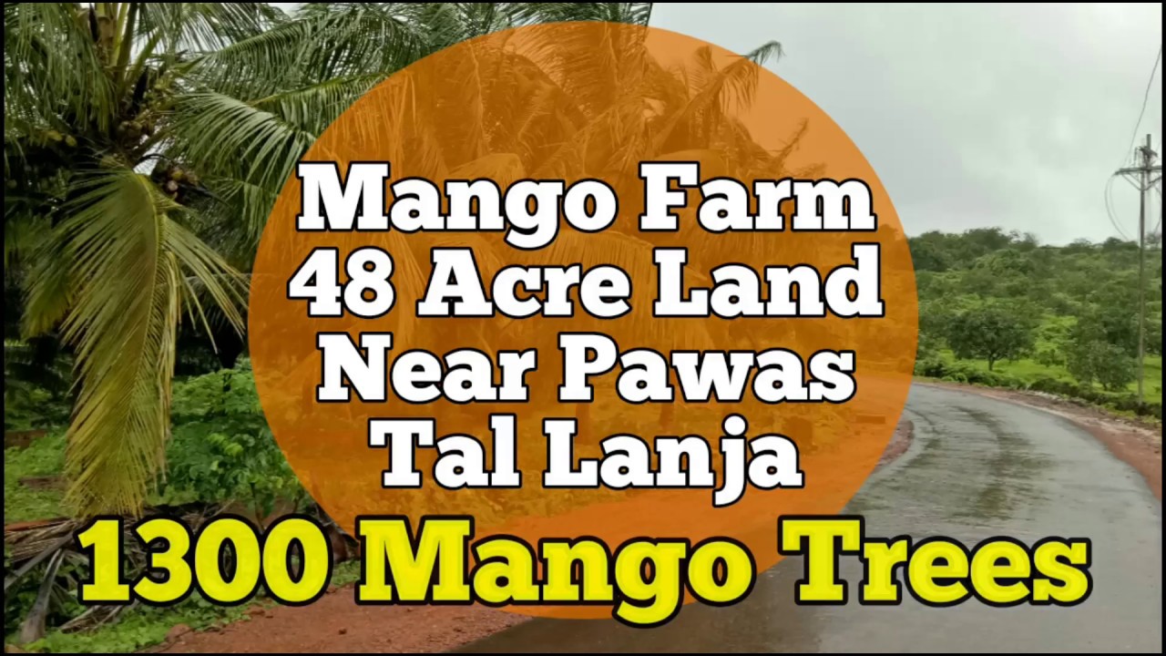 Mango Farm for Sale Near Pawas, Konkan