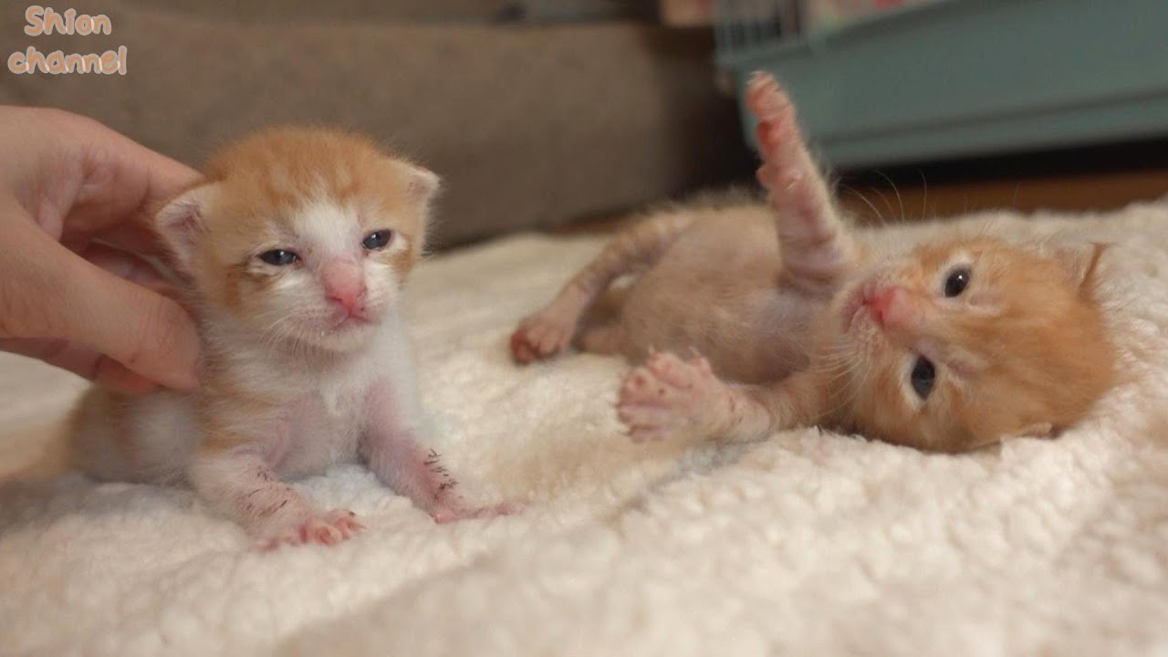 【生後16日】ミルクをお腹いっぱい飲んで幸せそうな子猫たち