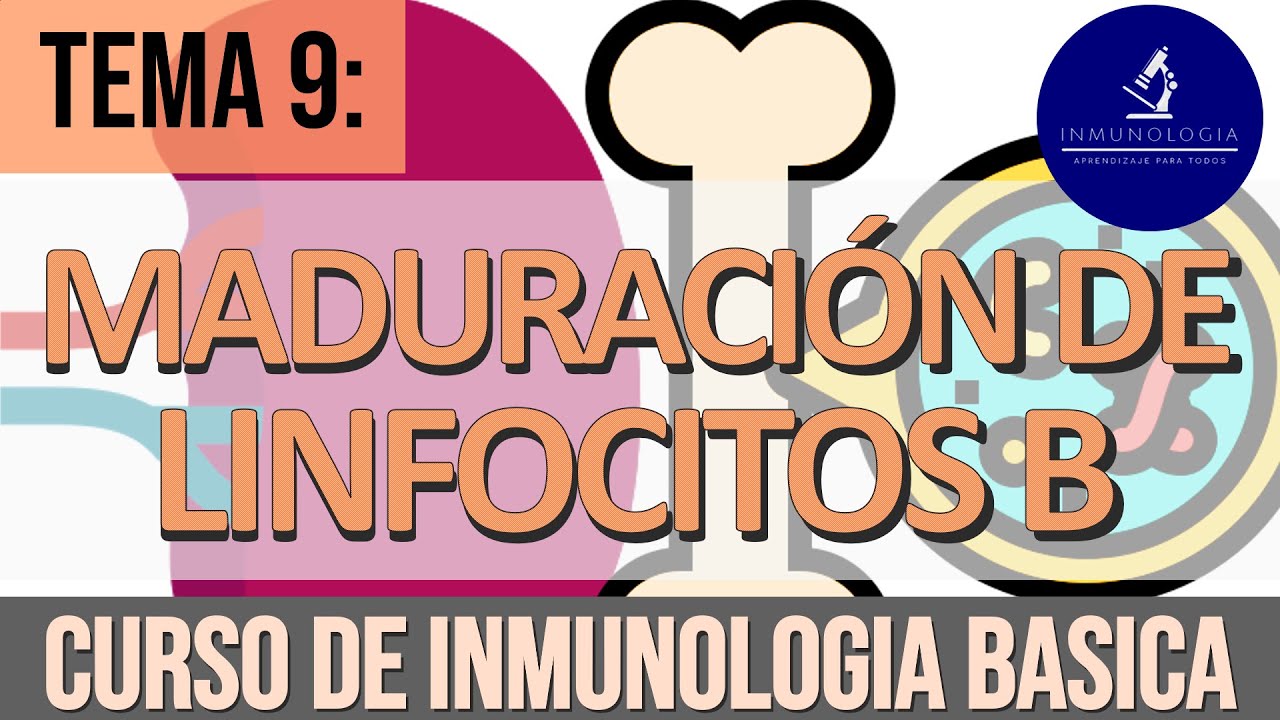 Maduración (Ontogenia) de Linfocitos B | LB Foliculares - Linfocitos B1 - LB de la Zona Marginal