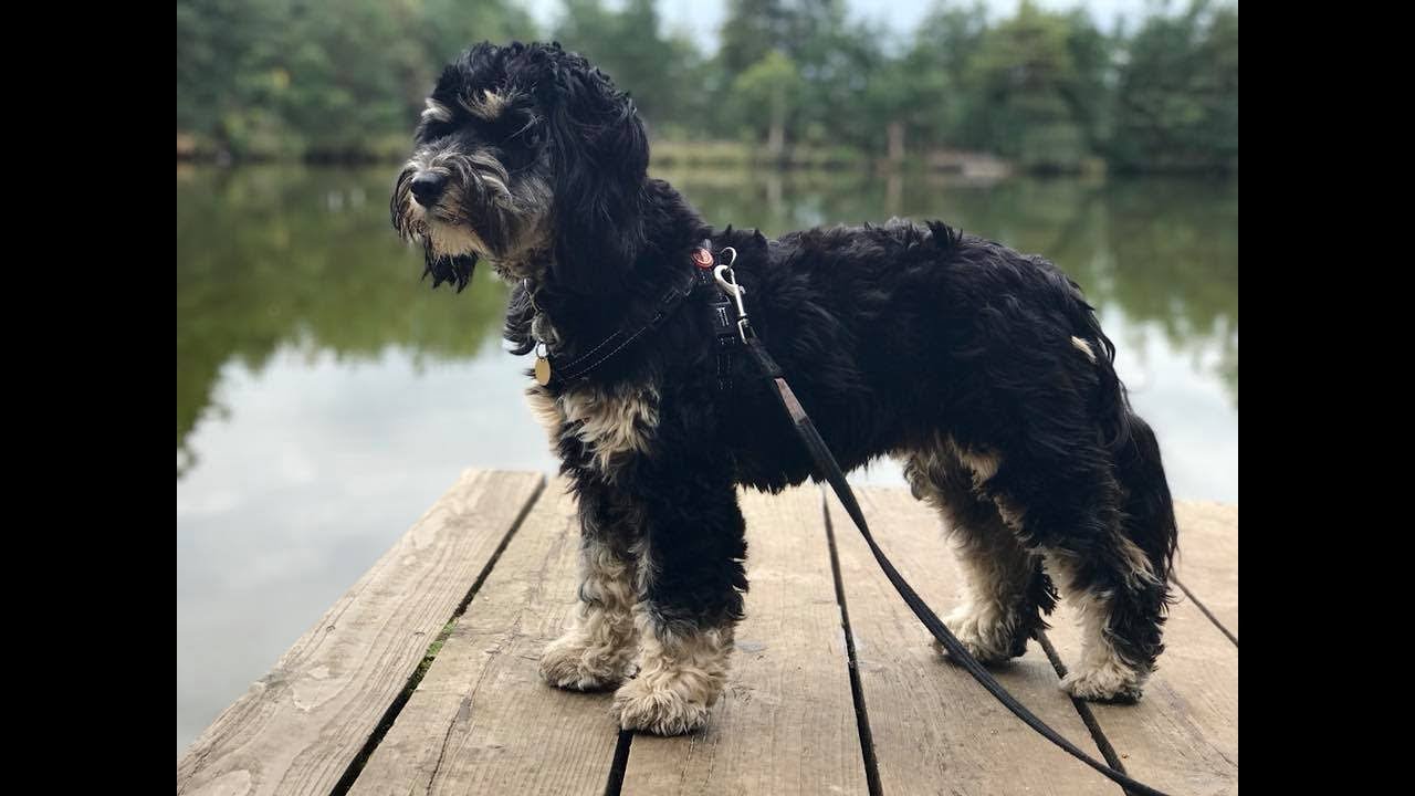 Bertie - 1 Year Old Tibetan Terrier - 2 Weeks Residential Dog Training