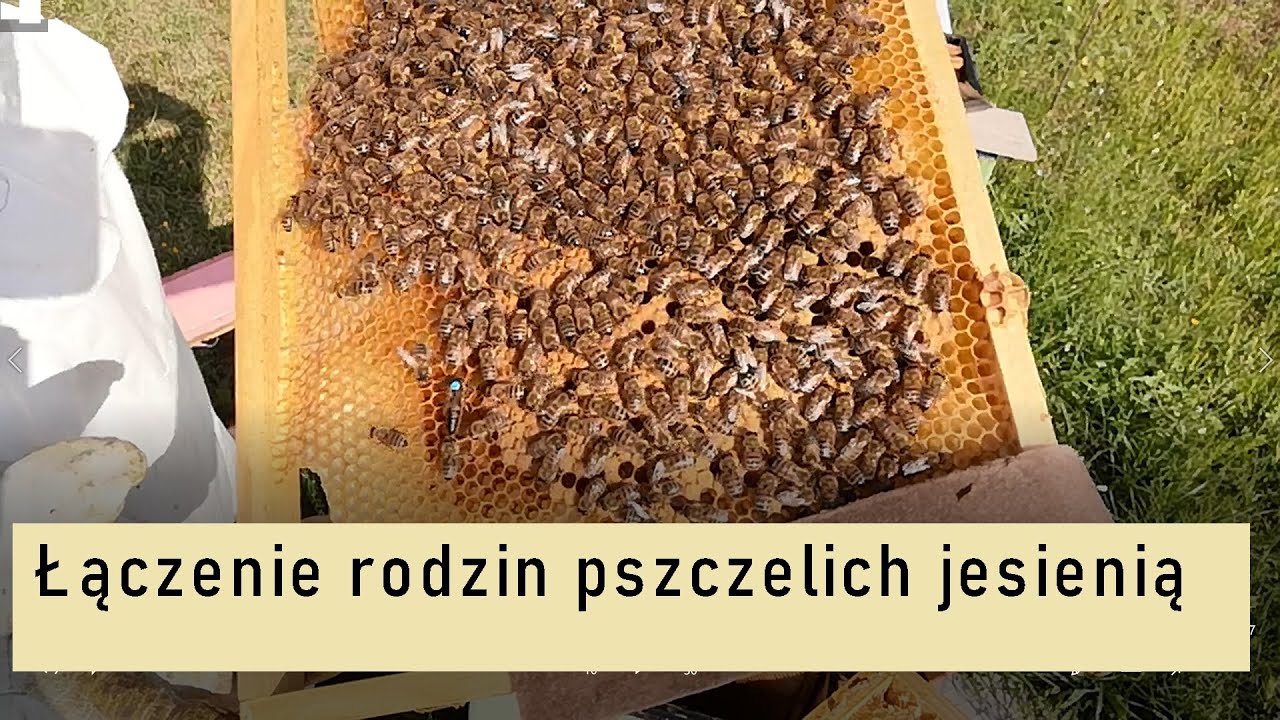 Łączenie rodzin pszczelich na początku września.