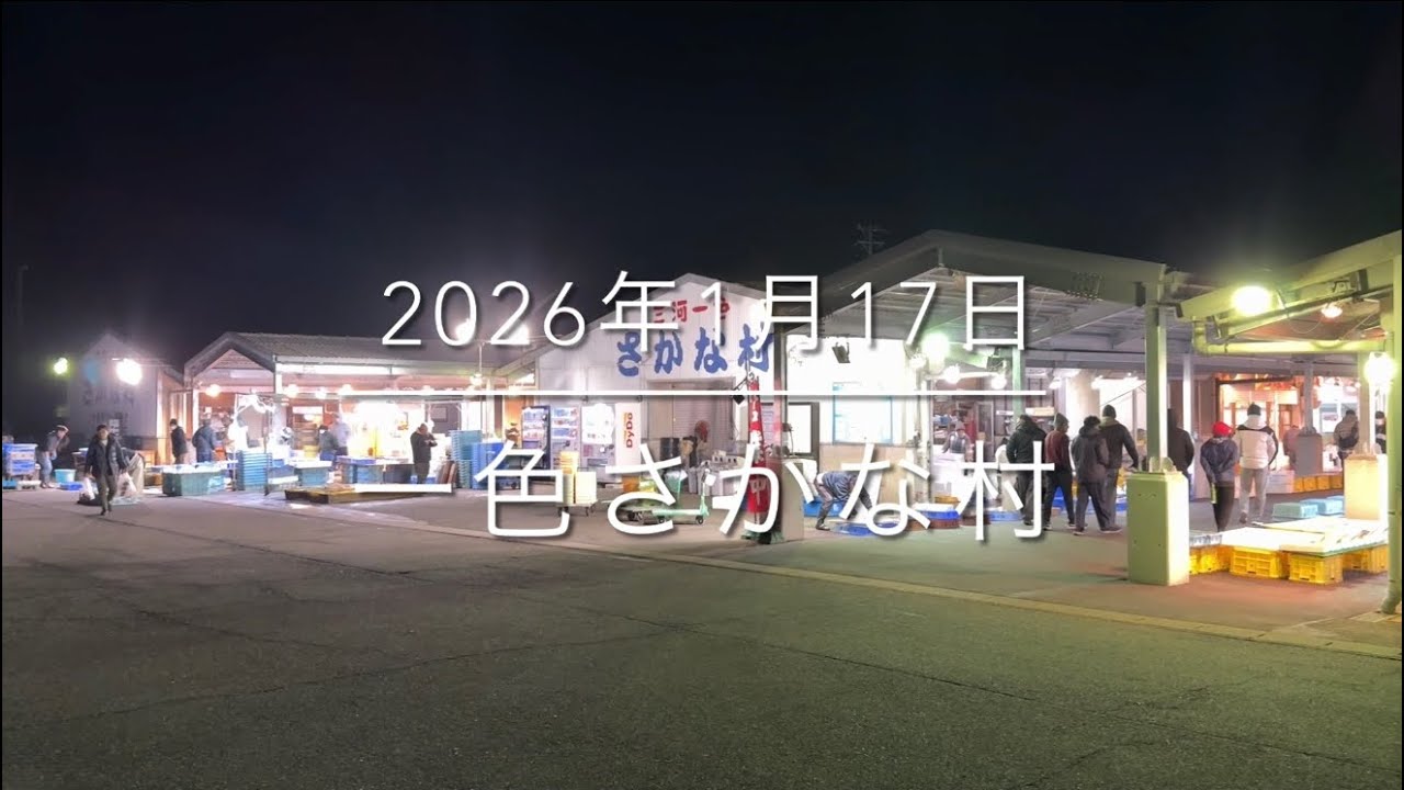 【朝4時】衝撃的光景【ガラッガラの朝市】『一色さかな村』全て見せます。
