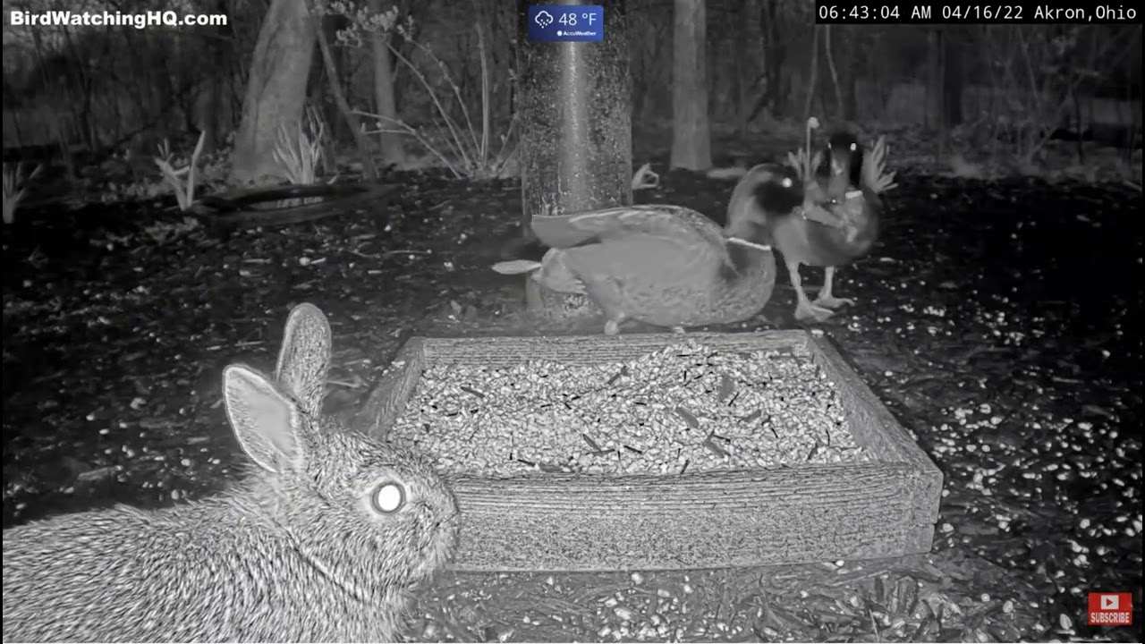 Was That a Duck Fight? 🦆🦆🤔 Bird Watching HQ Akron, Ohio