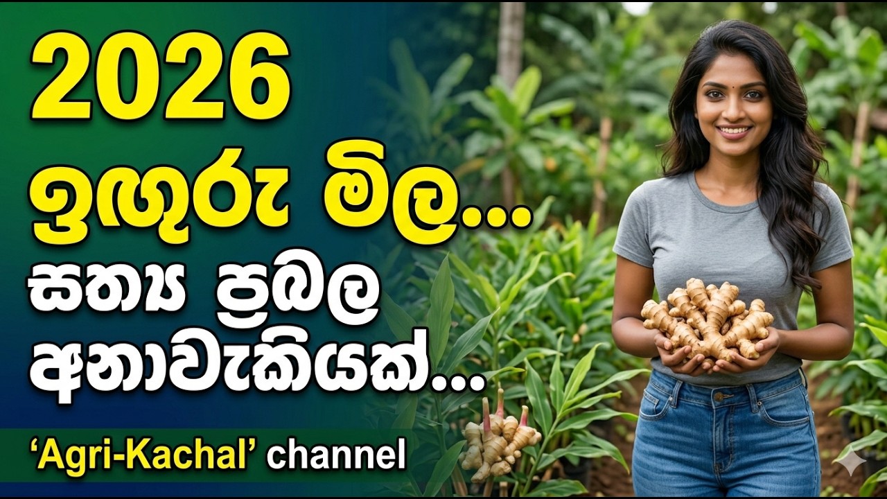 2026 ඉදිරි ඉගුරු මිල ගැන විෂ්මිත ප්‍රබල අනාවැකිය!2026 Ginger Price Forecast The 100% True Prediction