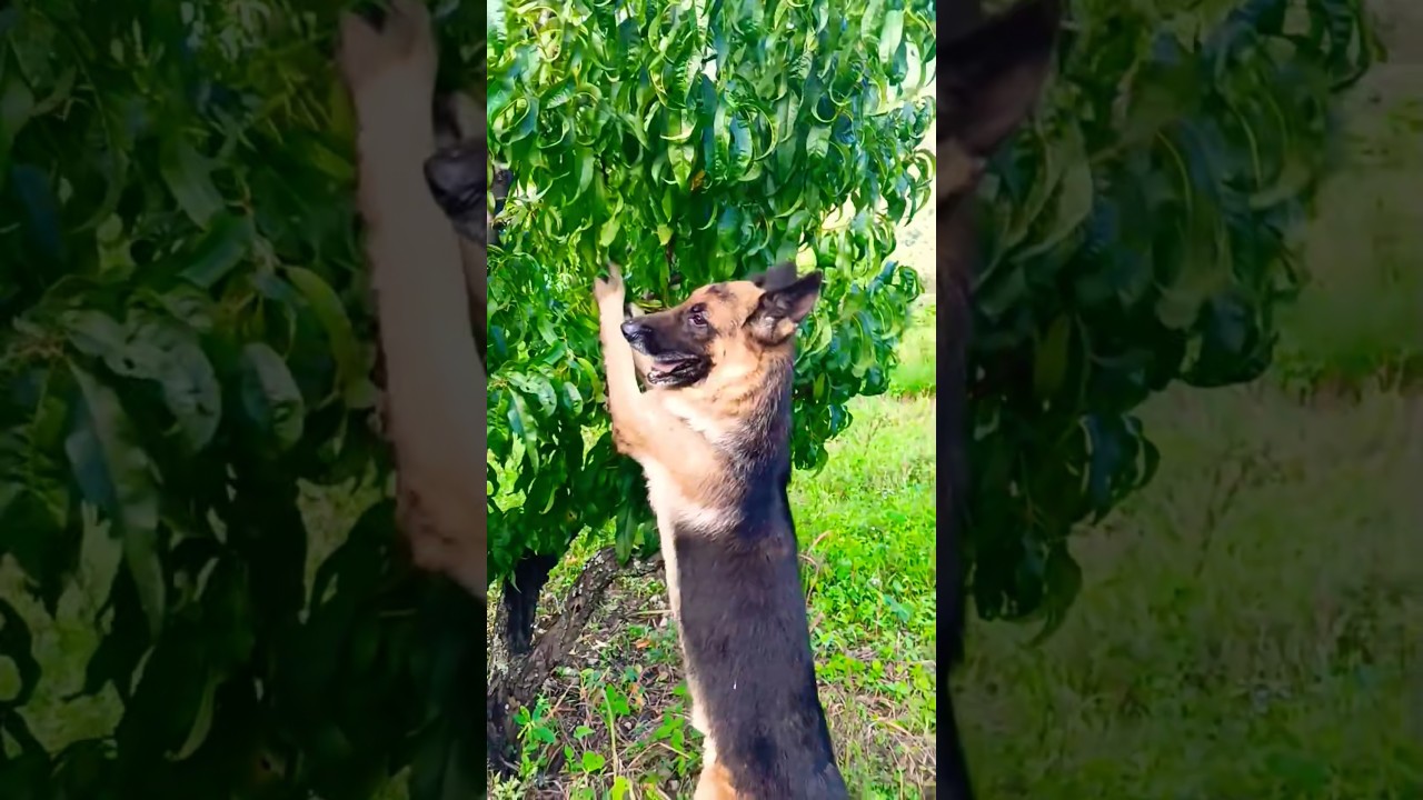 Могу ли я?? #немецкаяовчарка #gsd #gsds