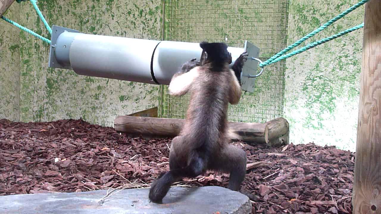 Rondin et PVC coulissant - Enrichissement capucins - Ménagerie du Jardin des Plantes.