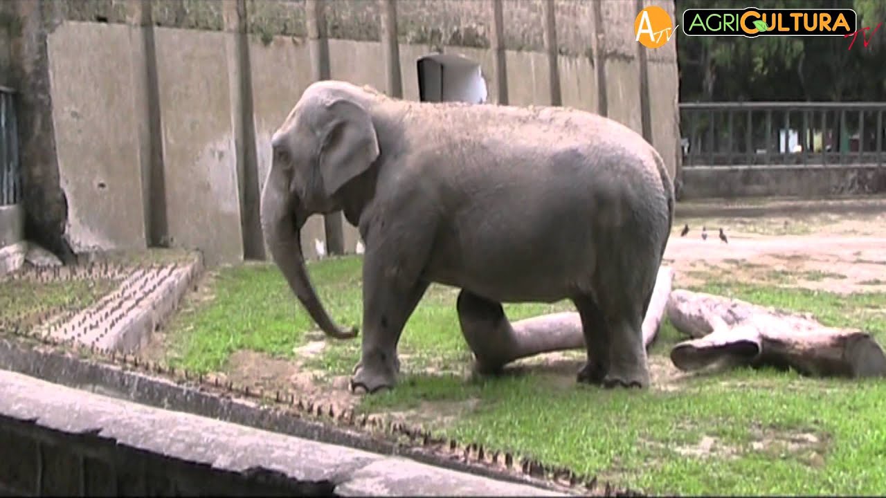 Zoo di Napoli