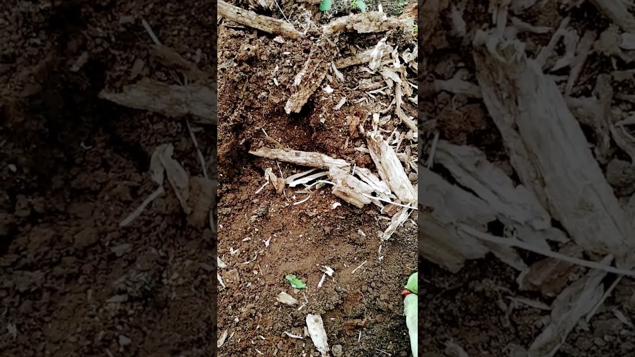 insects in the Soil #tnog #gardening #seeds #spring2023