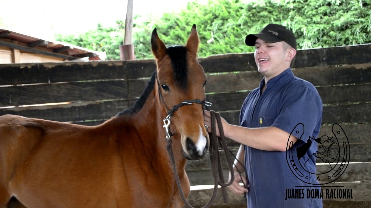 ✨¿Cómo flexiono el cuello de mi caballo?🐴 Acá te lo explico!!!