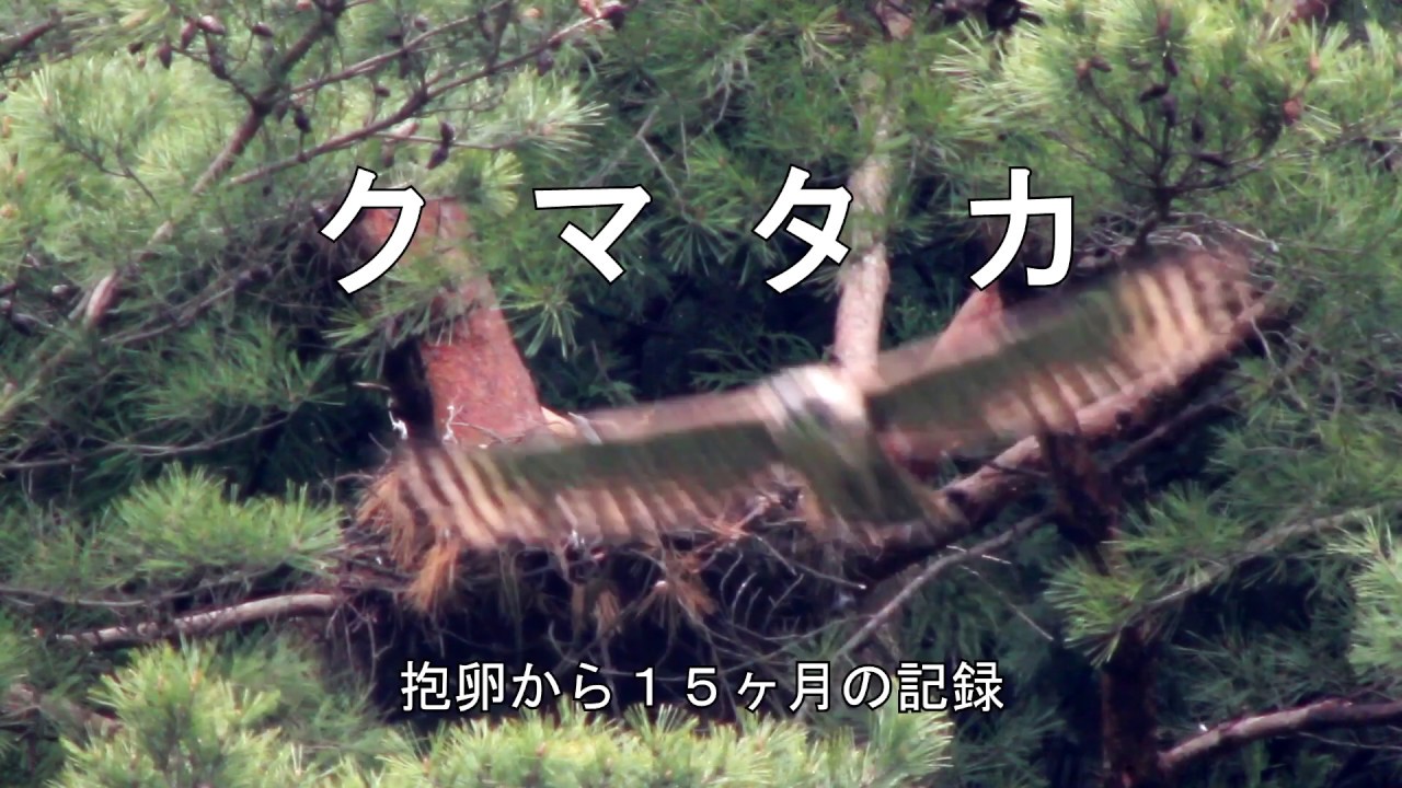 クマタカ (15ヶ月の記録)　Mountain Hawk-Eagle [15 Month Record from Hatching to Flying Away]