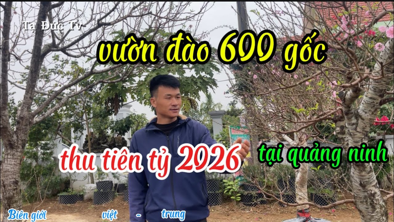 giá đào 600 gốc thu tiền khủng
