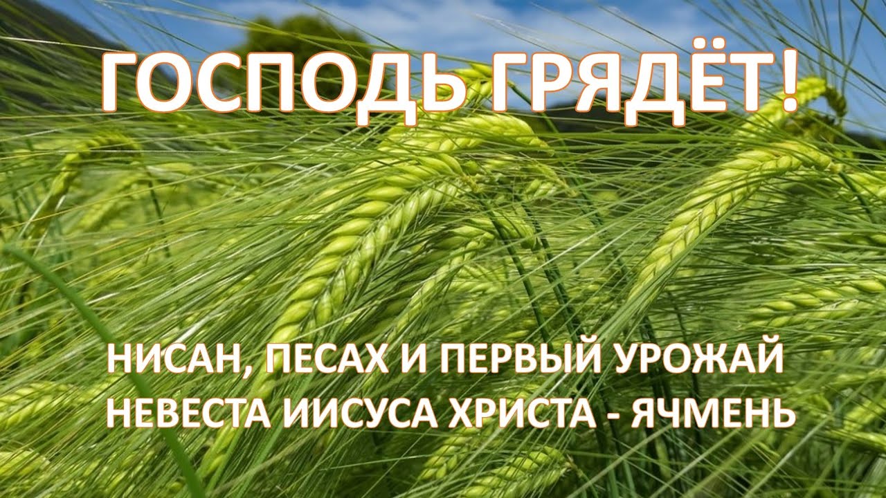 Нисан, Песах и первый урожай. Невеста Иисуса Христа - Ячмень.