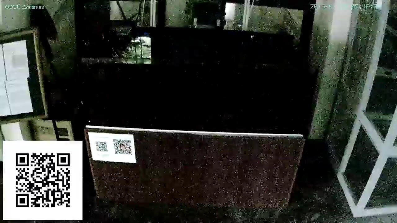 Reef Tank Live