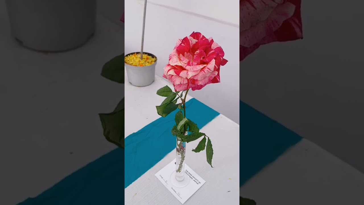 Rose exhibition at city park jaipur 500 different varieties  at one place 