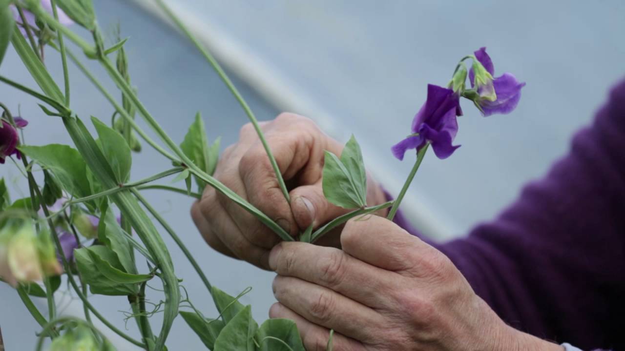 Picking Sweet Peas