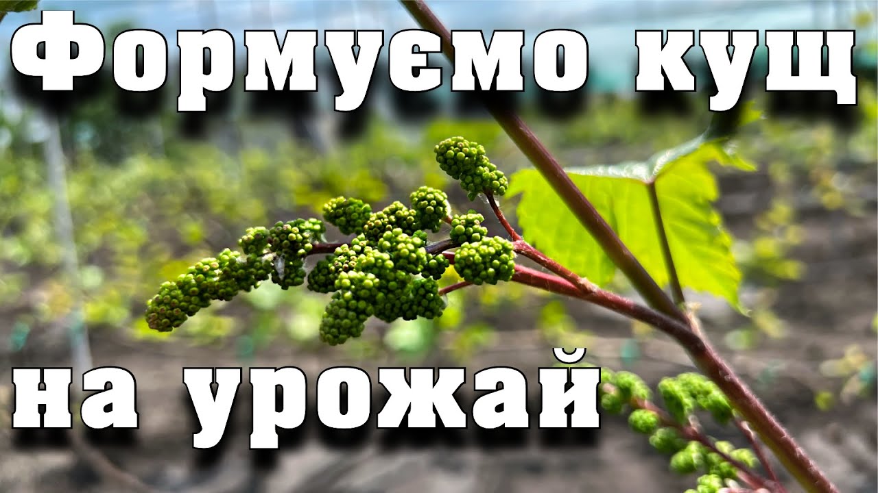 Формуємо кущ винограду правильно. Які пагони потрібно видалити, а які залишити.