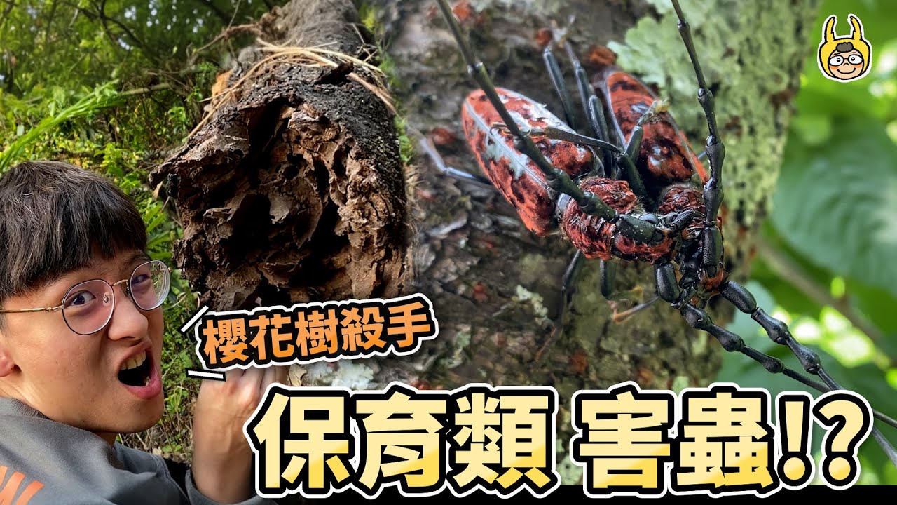 保育類甲蟲大打出手！美麗招來殺身之禍！？【叢林大探險】