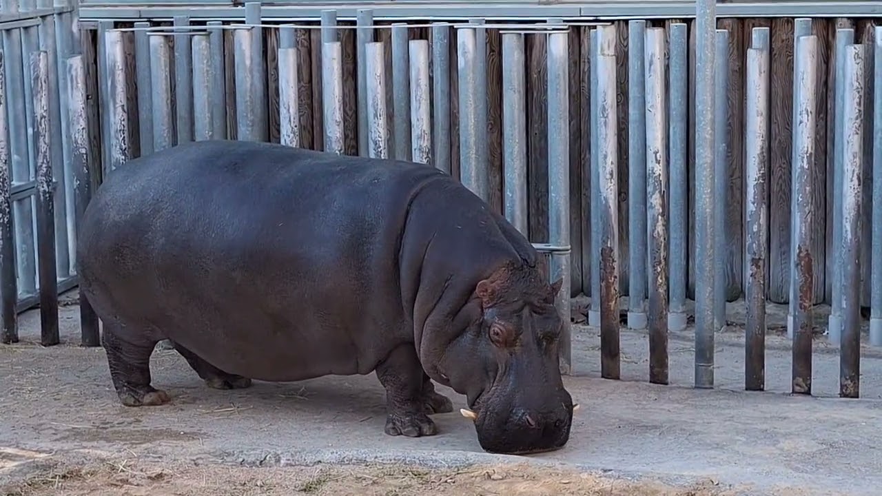 Peacock 🦚 and hippo Maria in zoo of Barcelona 