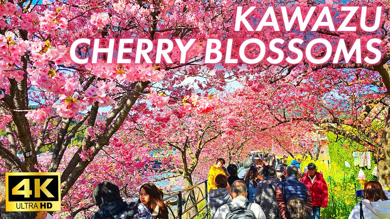 【4K Japan Walk】Early blooming sakura make you feel like spring is coming a little earlier