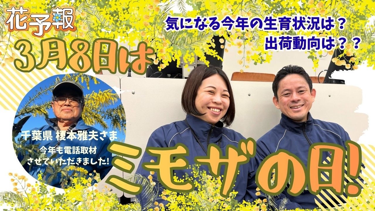 もうすぐミモザの日！気になる出荷動向最新情報‼️｜花予報2026年2/23〜3/1