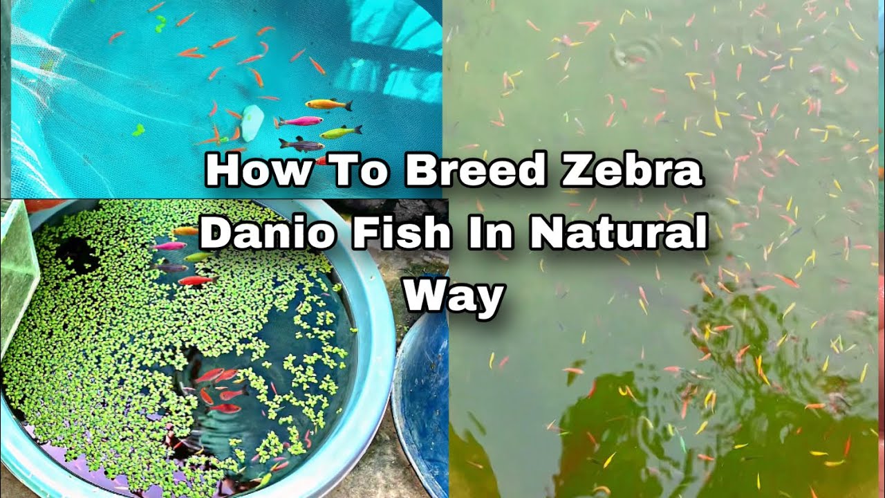 How to Breed Zebra Danio Fish | Breeding Farm Of Glow Danios