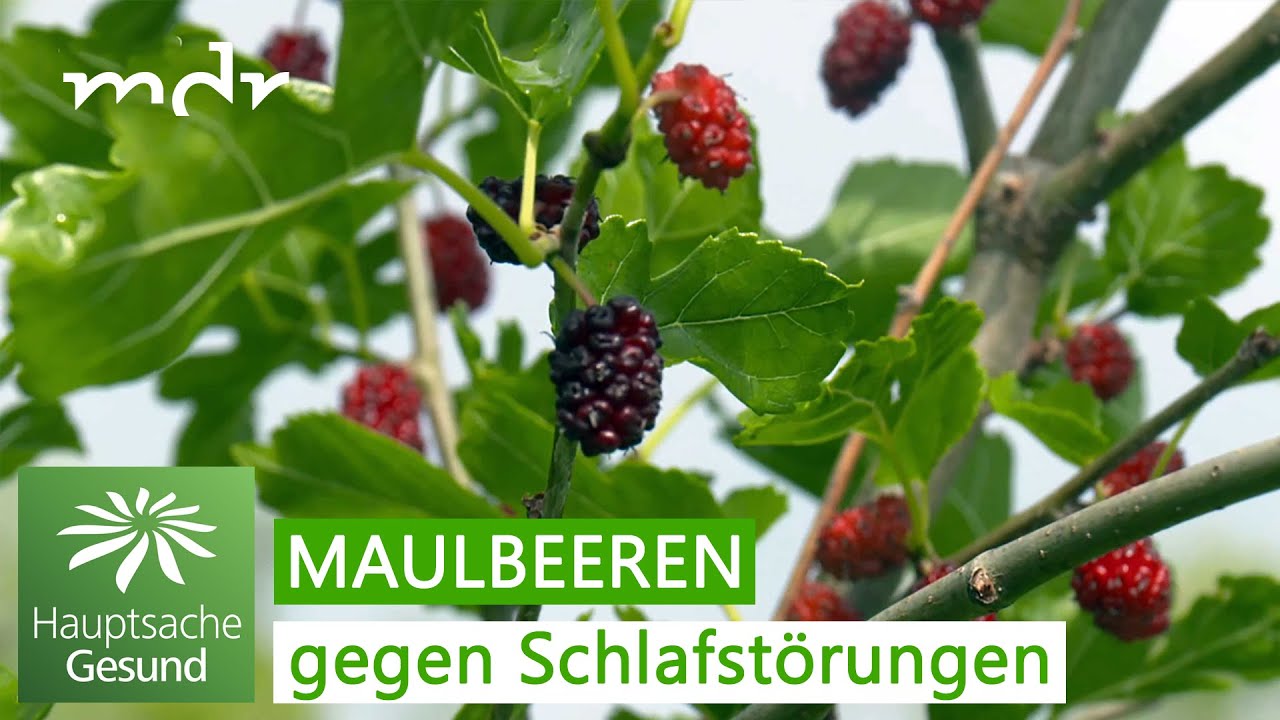 Schlafstörungen – wie Maulbeeren helfen können | Hauptsache gesund | MDR