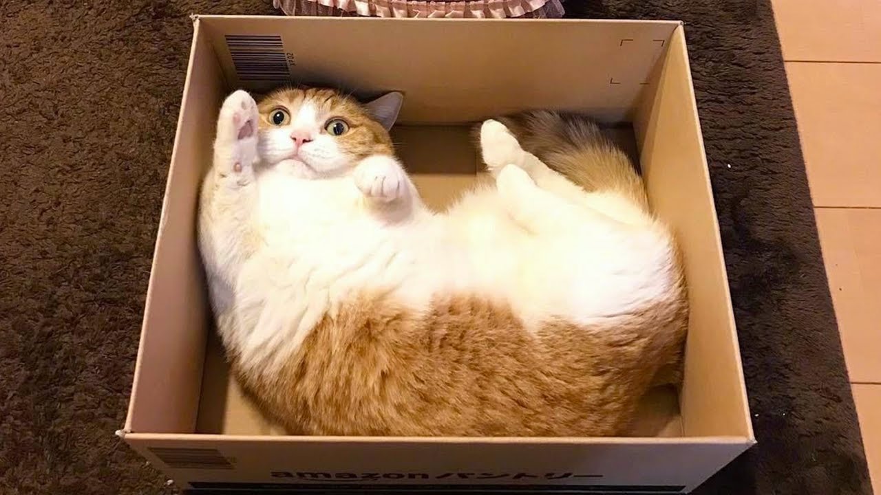 New Funniest Cats Clips 2025😼Try Not To Laugh😜 #20