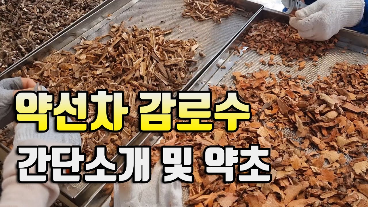 약선차 감로수 소개 및 약초실습 영상 유근피 길경 백복령