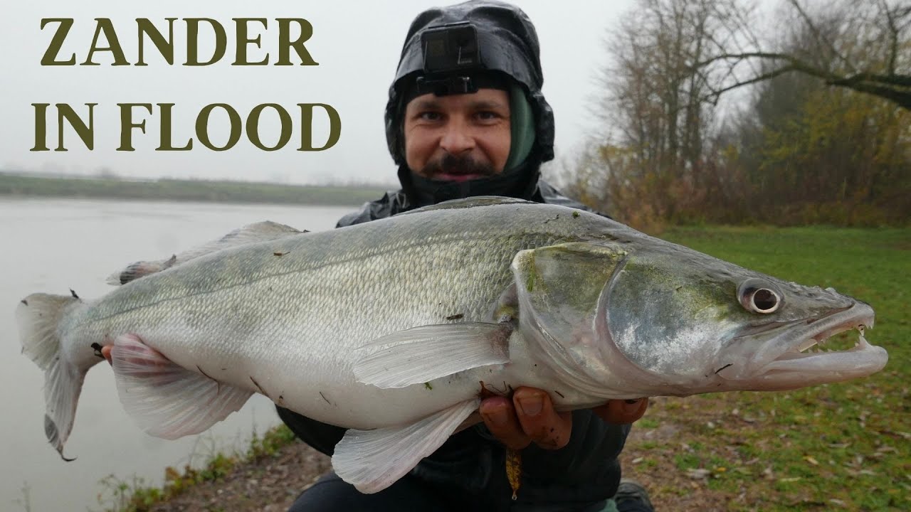 SPINNING for ZANDER in the FLOOD