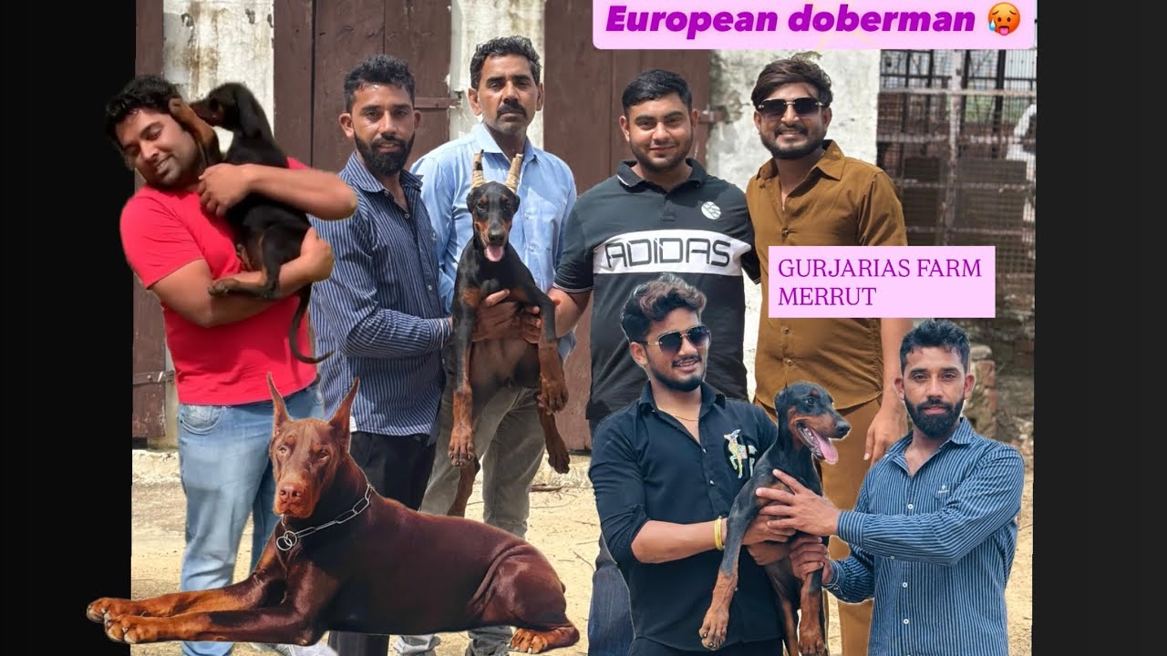European doberman kennel 🥵