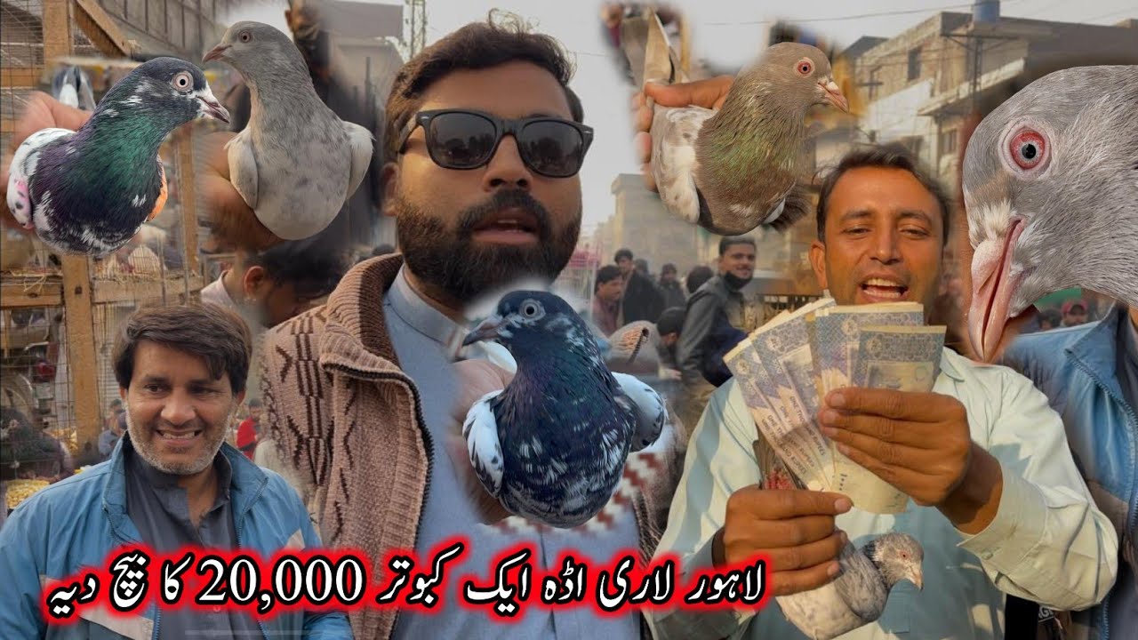 Aj Lahore Lari Ada Full Garam 20,000 Ka Singel Kabootar 😃