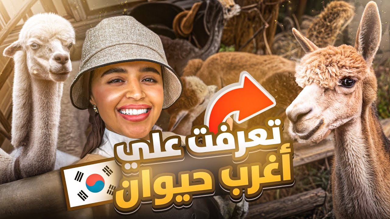 احلى نشاط في كوريا (حديقة الالبكا و نفق العربات الملونة في كوريا) 🦙 🇰🇷