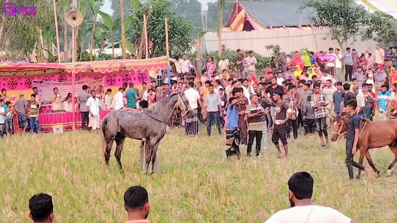  গ্রাম বাংলার ঐতিহাসিক ঘোড়া দৌর প্রতিযোগিতায় খেলা 