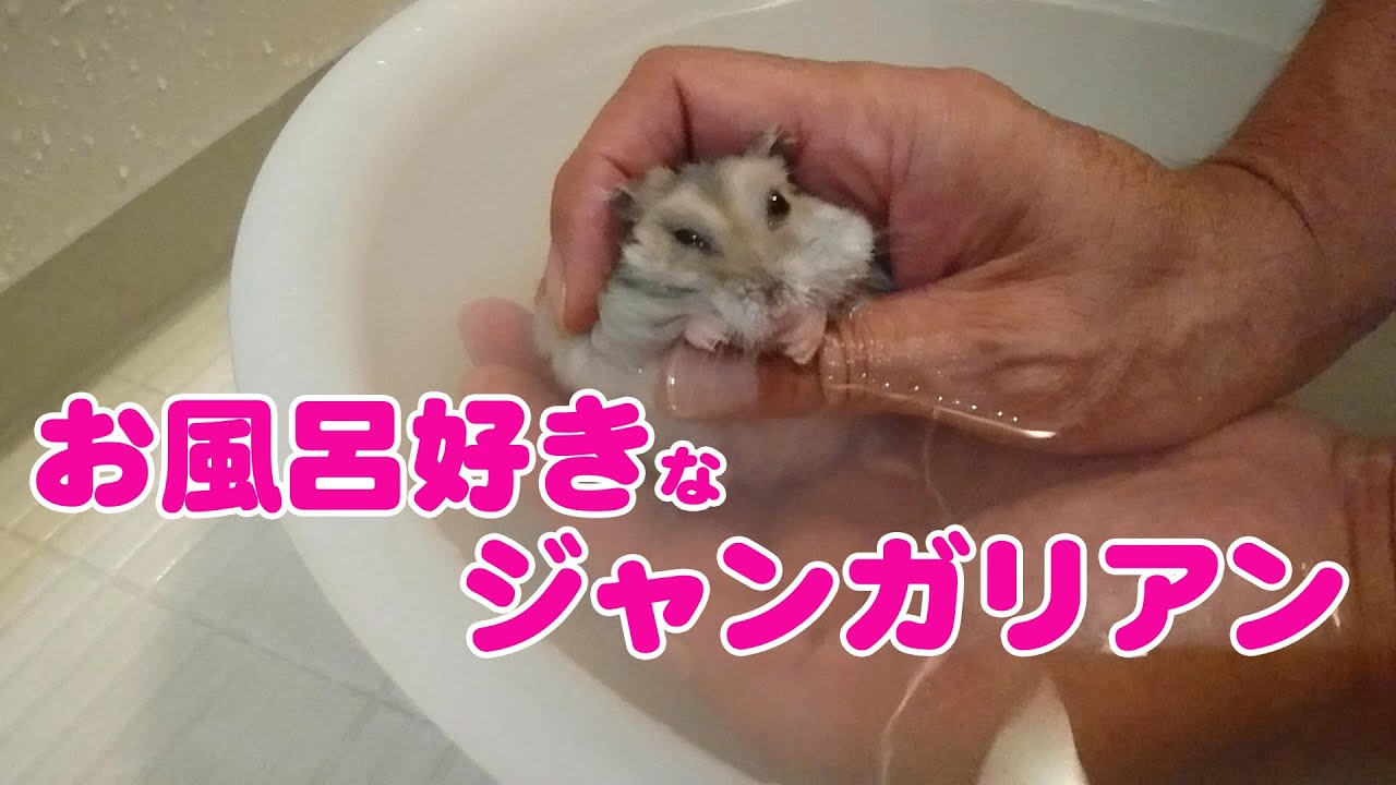 ジャンガリアンハムスターをお風呂に入れてみたら・・・