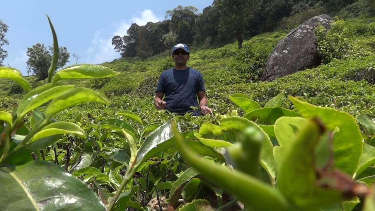 Ooty Tea Estate Walk